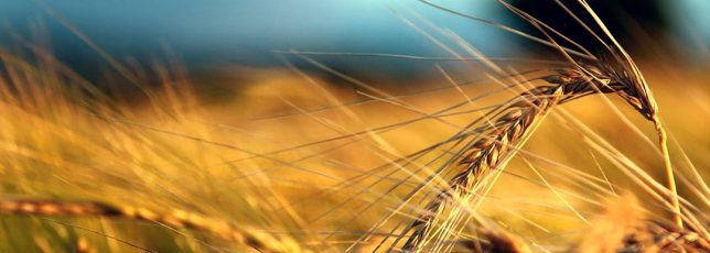 Aryzta Food Solutions choose Cold Move